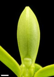 Veronica odora. Leaf bud with shield-shaped sinus. Scale = 1 mm.
 Image: W.M. Malcolm © Te Papa CC-BY-NC 3.0 NZ